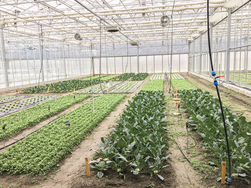 forschung_5_gewachshaus_agrarokologisch.jpg forschung_5_gewachshaus_agrarokologisch.jpg