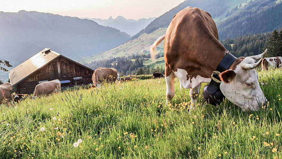 kuh_und_berge.jpg kuh_und_berge.jpg