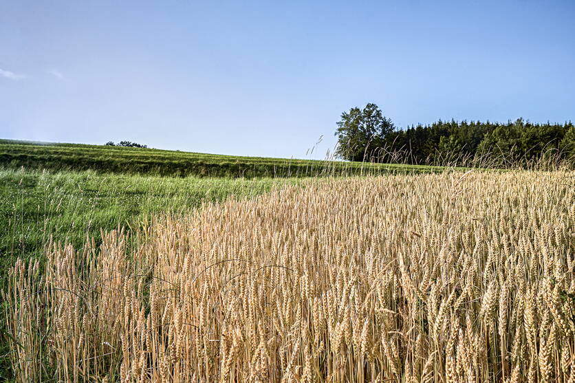 ab23_produktion_flachenpotentiale_standortangepasste_landwirtschaft_abbildung_quelle_blw.jpg ab23_produktion_flachenpotentiale_standortangepasste_landwirtschaft_abbildung_quelle_blw.jpg